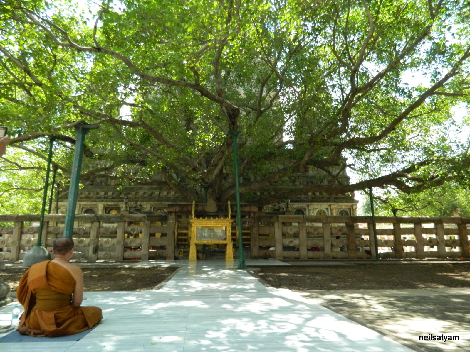 Bodhi Tree at Mahabodhi Temple, Bodh Gaya